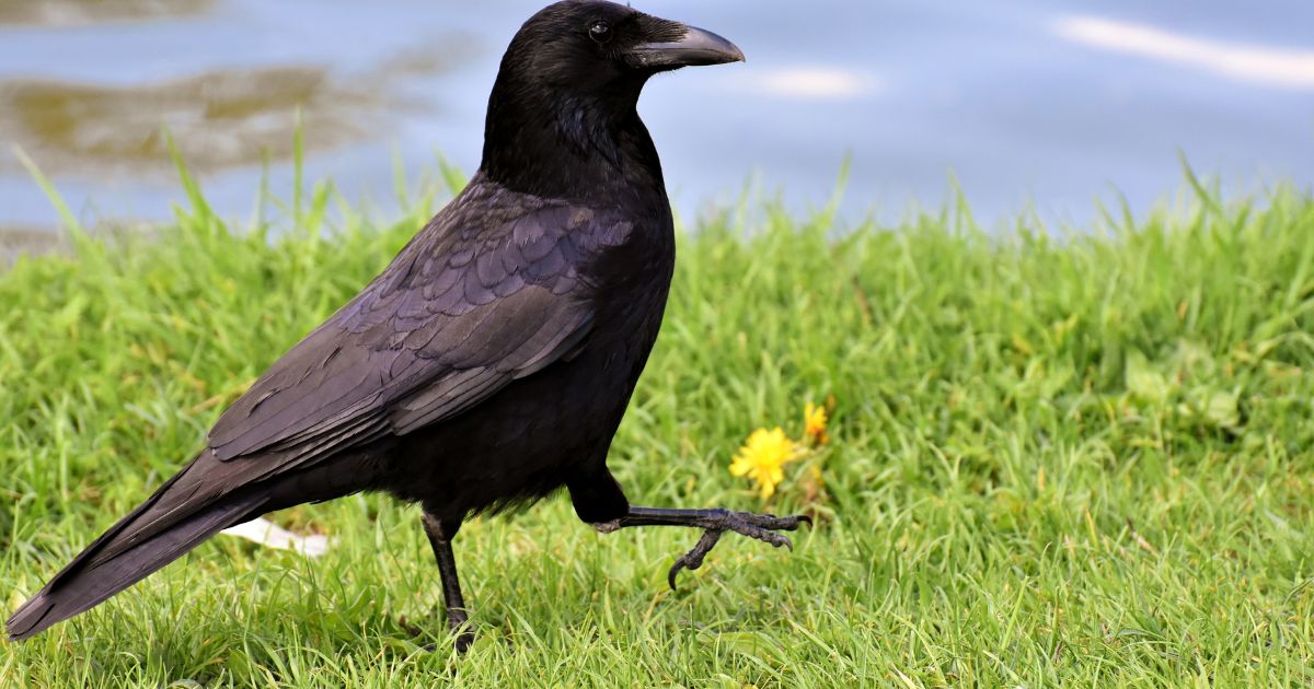 家庭菜園を守れ！今すぐできるカラス対策！