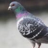 鳩の糞害を防ぐための基本対策！-鳩を寄せ付けないワザあり対策！